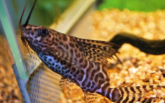 Bartwels – Synodontis eupterus | Seltener Federflossenwels & afrikanischer Wildfang