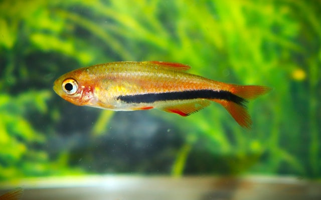 Black Arrow Königssalmler Wildfang – Inpaichthys sp. Black Arrow S 1–1,5 cm | Seltener Zwergsalmler