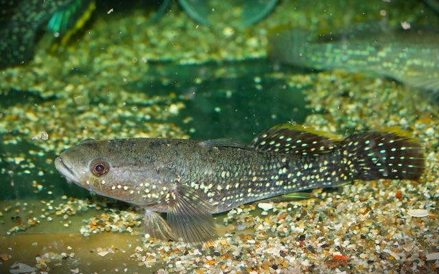 Gebänderte Schläfergrundel – Giuris margaritaceus | Seltener Wildfang mit markanter Zeichnung & ruhigem Wesen
