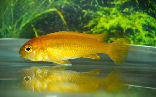 Malawi-Buntbarsch Johanni Metangula F1 – Melanochromis johannii ‘Metangula’ | Farbintensiver Mbuna-Cichlide
