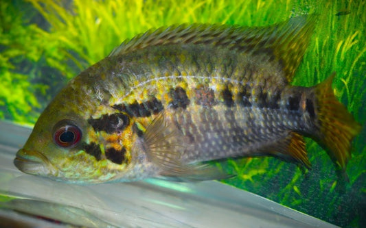 Friedrichsthals Buntbarsch – Parachromis friedrichsthalii | Aktiver, farbintensiver Mittelamerika-Cichlide