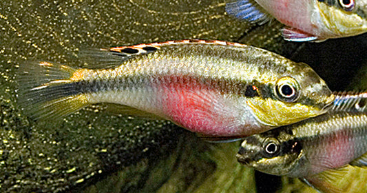 Purpurprachtbarsch – Pelvicachromis pulcher | Männchen | Farbenprächtiger, friedlicher Zwergbuntbarsch