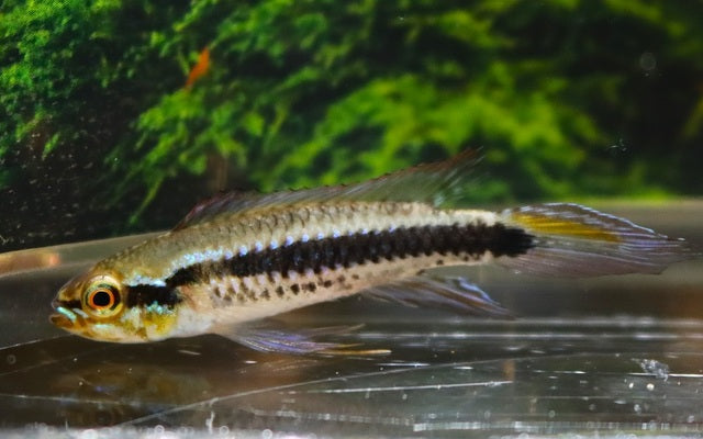 Torpedo dwarf cichlid (Taeniacara candidi)