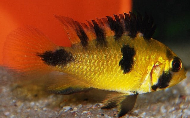 Zwergbuntbarsch Rositae – Apistogramma rositae | Seltener Wildfang & farbenprächtige Rarität