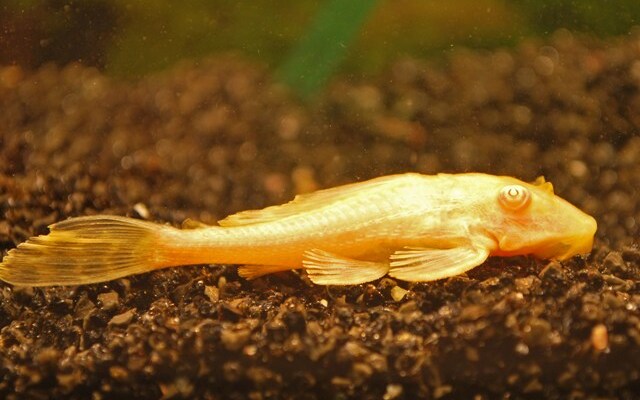 Waben-Schilderwels Albino – Pterygoplichthys gibbiceps | Goldene Zuchtform & effektiver Algenfresser