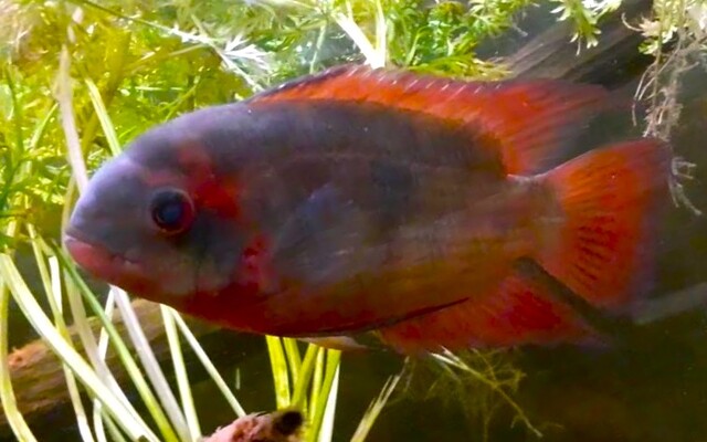 Smaragd Buntbarsch (Hypselocara temporalis „Oyapock")