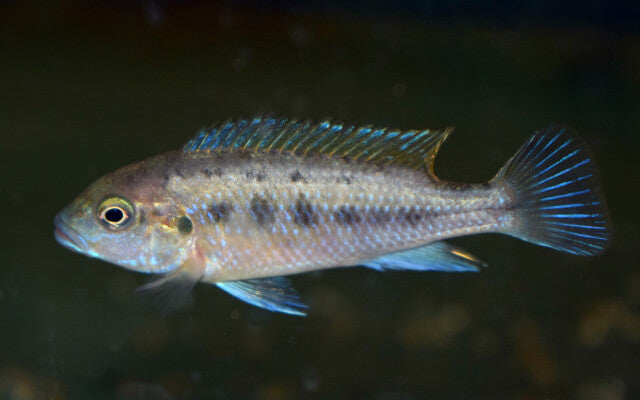 Pseudotropheus williamsi „Blue Lips“