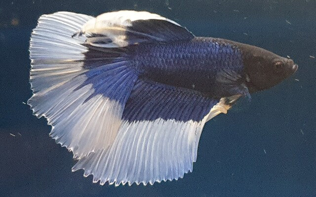 Kampffisch Halfmoon Butterfly – Betta sp. | Edle Zuchtform mit zweifarbigen Flossen und perfekter Symmetrie