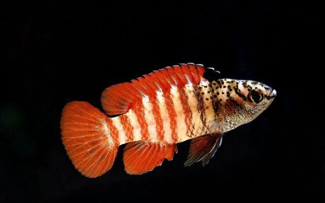 Black Tiger Zwergblaubarsch – Dario tigris | Seltene Wildform aus Myanmar mit intensiver Streifenzeichnung