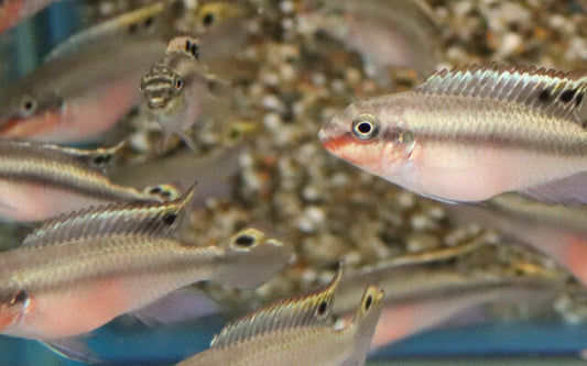 Purpurprachtbarsch Rot – Pelvicachromis pulcher ‘Red’ | Friedlicher, farbenprächtiger Zwergbuntbarsch