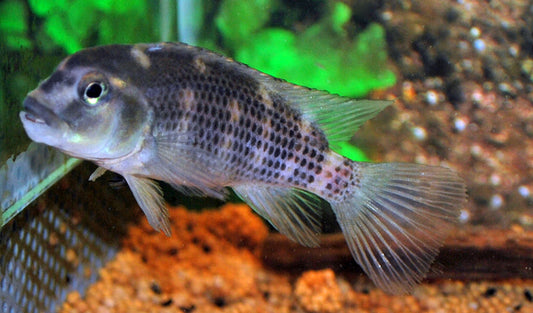 Buckelkopfbuntbarsch – Steatocranus casuarius | Wildfang | Charakterstarker Felsenbuntbarsch aus dem Kongo