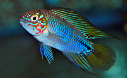 Zwergbuntbarsch Opal – Apistogramma sp. ‘Opal’ | Friedlicher, farbintensiver Südamerika-Zwergbuntbarsch