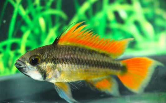 Kakadu Zwergbuntbarsch Orange – Apistogramma cacatuoides ‘Orange’ | Farbenfroher, friedlicher Südamerika-Zwergbuntbarsch