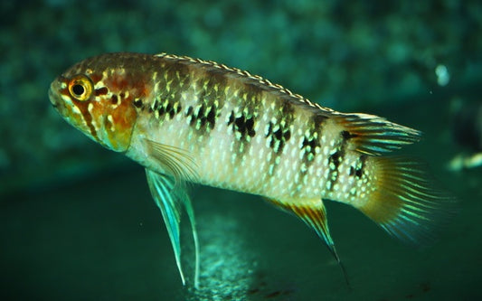 Zebra-Acara – Ivanacara adoketa | Farbenprächtiger südamerikanischer Buntbarsch