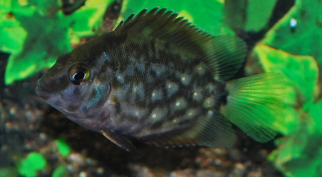Keilfleckbuntbarsch – Uaru amphiacanthoides | Friedlicher, eleganter Südamerika-Cichlide