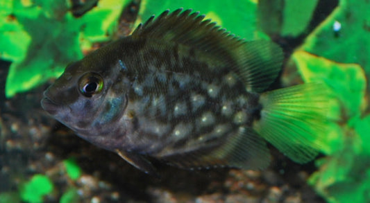 Keilfleckbuntbarsch – Uaru amphiacanthoides | Friedlicher, eleganter Südamerika-Cichlide