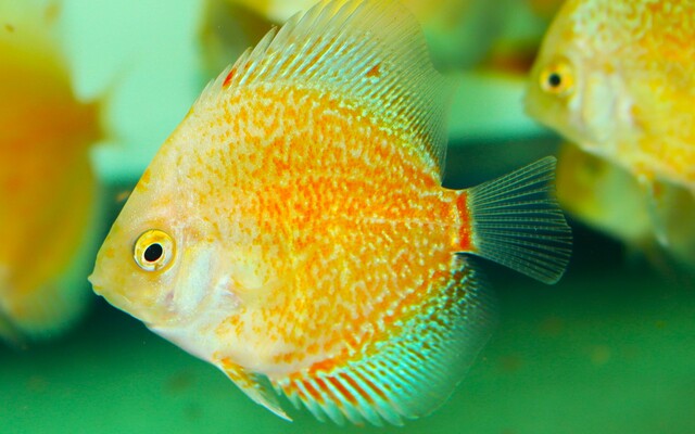 Diskus Snow Leopard – Symphysodon aequifasciatus ‘Snow Leopard’