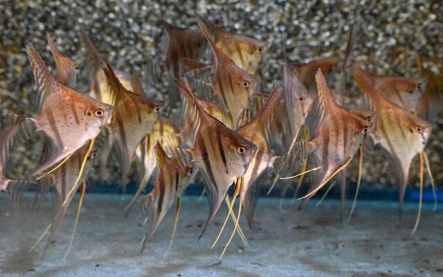 Pterophyllum scalare Santa Isabel