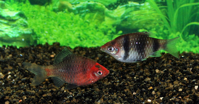Purpurkopfbarbe – Pethia nigrofasciata M 3–3,5 cm | Farbenprächtiger Schwarmfisch aus Sri Lanka