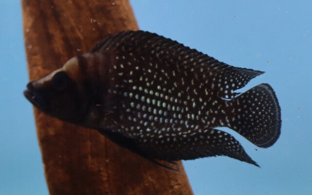 Perlhuhn-Nanderbarsch Schwarz – Altolamprologus calvus ‘Black’ | Edler, tiefschwarzer Tanganjika-Cichlide