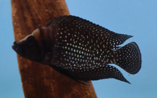 Perlhuhn-Nanderbarsch Schwarz – Altolamprologus calvus ‘Black’ | Edler, tiefschwarzer Tanganjika-Cichlide