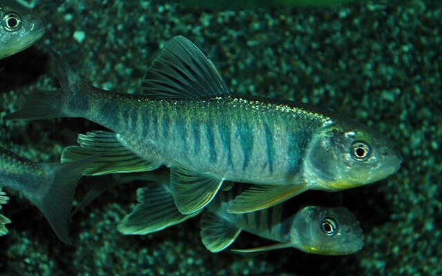 Drachenfisch Wildfang – Opsariichthys platypus M 6–8 cm | Seltene, elegante Barbenart aus Ostasien