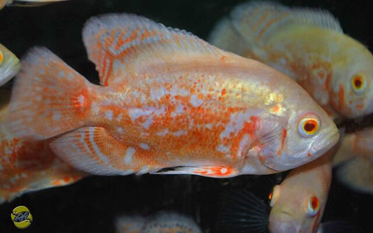 Pfauenaugen-Buntbarsch Albino – Astronotus ocellatus ‘Albino’ | Seltene, leuchtende Oscar-Variante