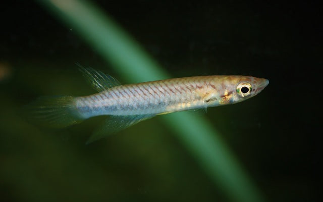 Guinea Hechtling Kindia – Epiplatys sp. Kindia | Seltener Wildfang mit goldener Musterung aus Guinea