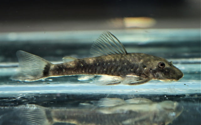 Dwarf Pleco cearensis – Parotocinclus cearensis | Winziger Wildfang & effektiver Algenfresser