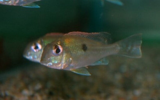 Erdfresser sveni – Geophagus sveni | Farbenprächtiger, friedlicher Südamerika-Cichlide