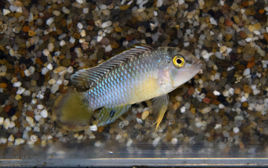 Panda Zwergbuntbarsch Wildfang – Apistogramma nijsseni | Seltene, kontrastreiche Apistogramma-Art aus Peru