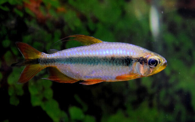 Roter Kongosalmler Wildfang – Alestopetersius brichardi Red L 5–6 cm | Seltener Afrikafisch