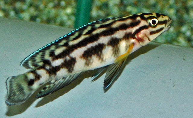 Schachbrett-Schlankcichlide – Julidochromis marlieri | Friedlicher, kontrastreicher Tanganjika-Cichlide
