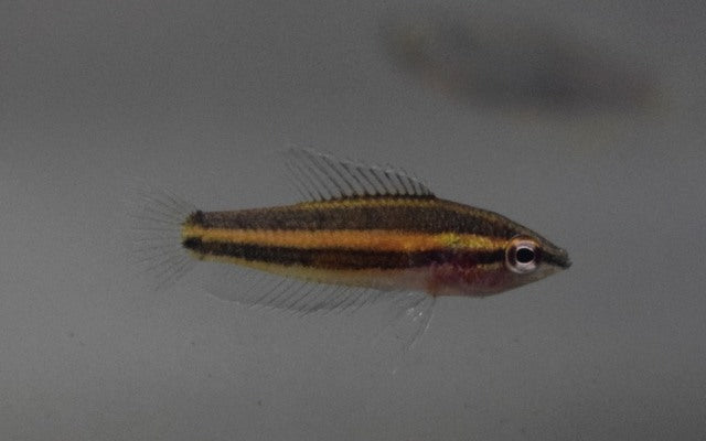 Prachtgurami Sentang – Parosphromenus sp. Sentang | Seltener Wildfang mit intensiver Färbung und elegantem Balzverhalten