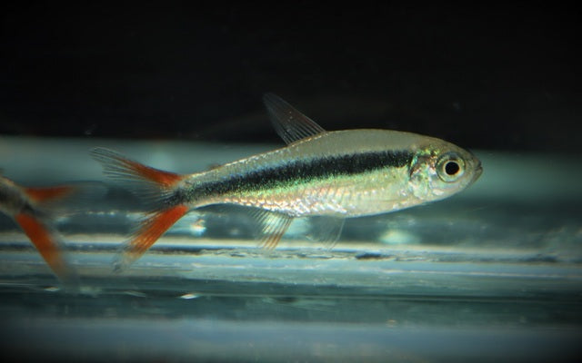 Rotflossen-Schrägschwimmer – Thayeria sp. Rio Teles Pires M 2–2,5 cm | Seltener Schwarmfisch