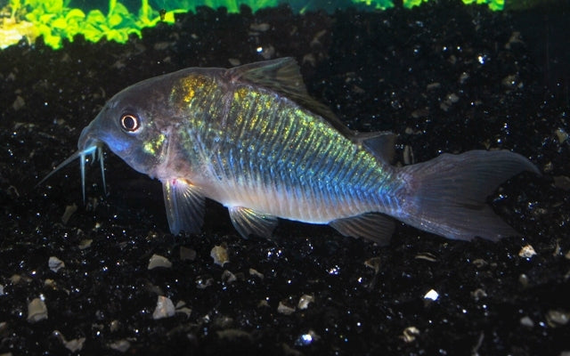 Smaragdpanzerwels – Corydoras splendens | Glänzender Bodenfisch mit metallisch grüner Färbung & friedlichem Wesen