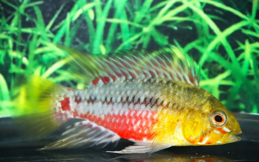 Rotstrich Zwergbuntbarsch – Apistogramma hongsloi | Farbenprächtiger, friedlicher Südamerika-Zwergbuntbarsch