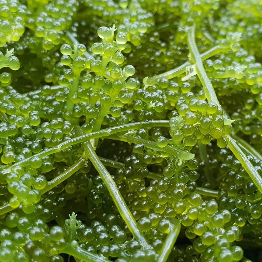 Meerestraube (Caulerpa racemosa)