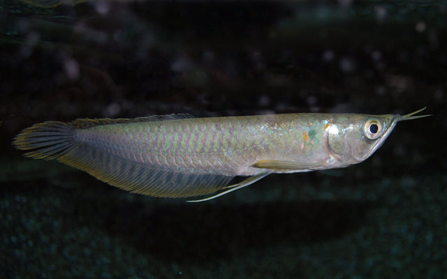 Silber Arowana (Osteoglossum bicirrhosum)