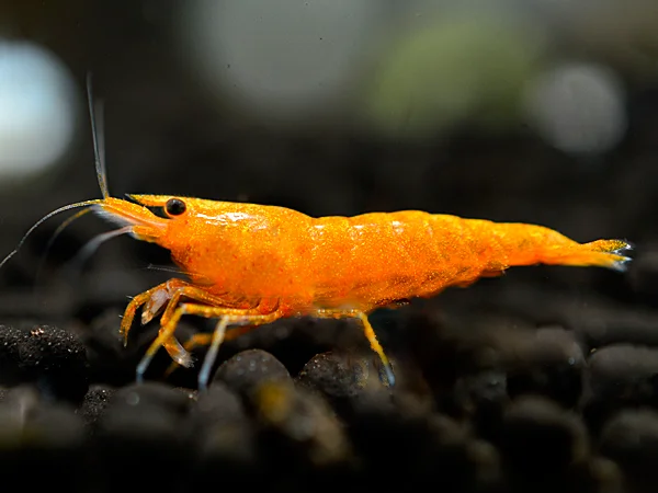 Crevettes Sakura Orange - Neocaridina Davidi