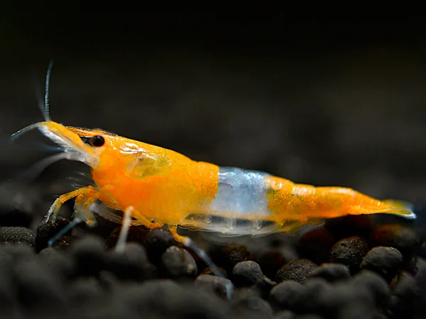 Crevettes Rili Orange - Neocaridina davidi