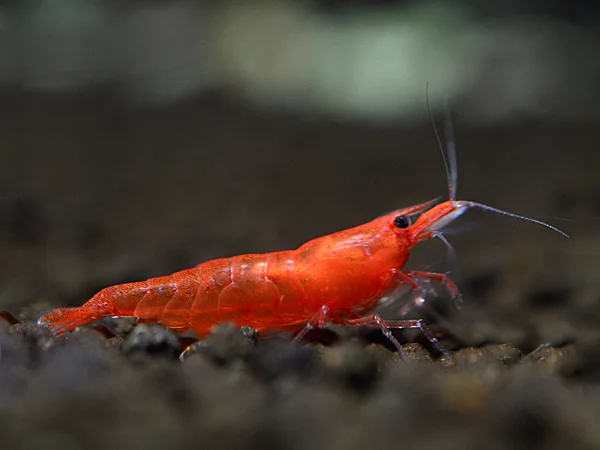 Crevettes rouges Sakura - Neocaridina davidi