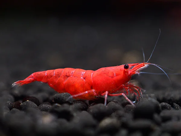 Crevettes rouges Sakura - Neocaridina davidi