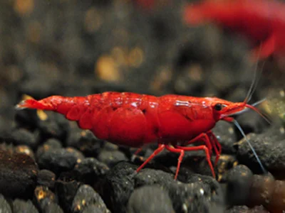 Crevettes rouges Sakura - Neocaridina davidi