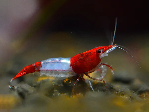 Crevettes Rili rouges - Neocaridina davidi