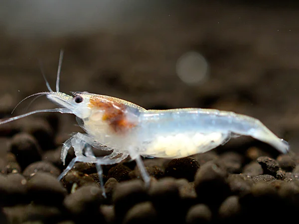 White Pearl Garnele - Neocaridina palmata