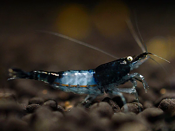 Black Carbon Rili Garnele - Neocaridina davidi