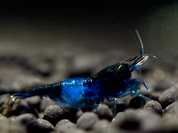 Blue Diamont Rili Garnele - Neocaridina davidi