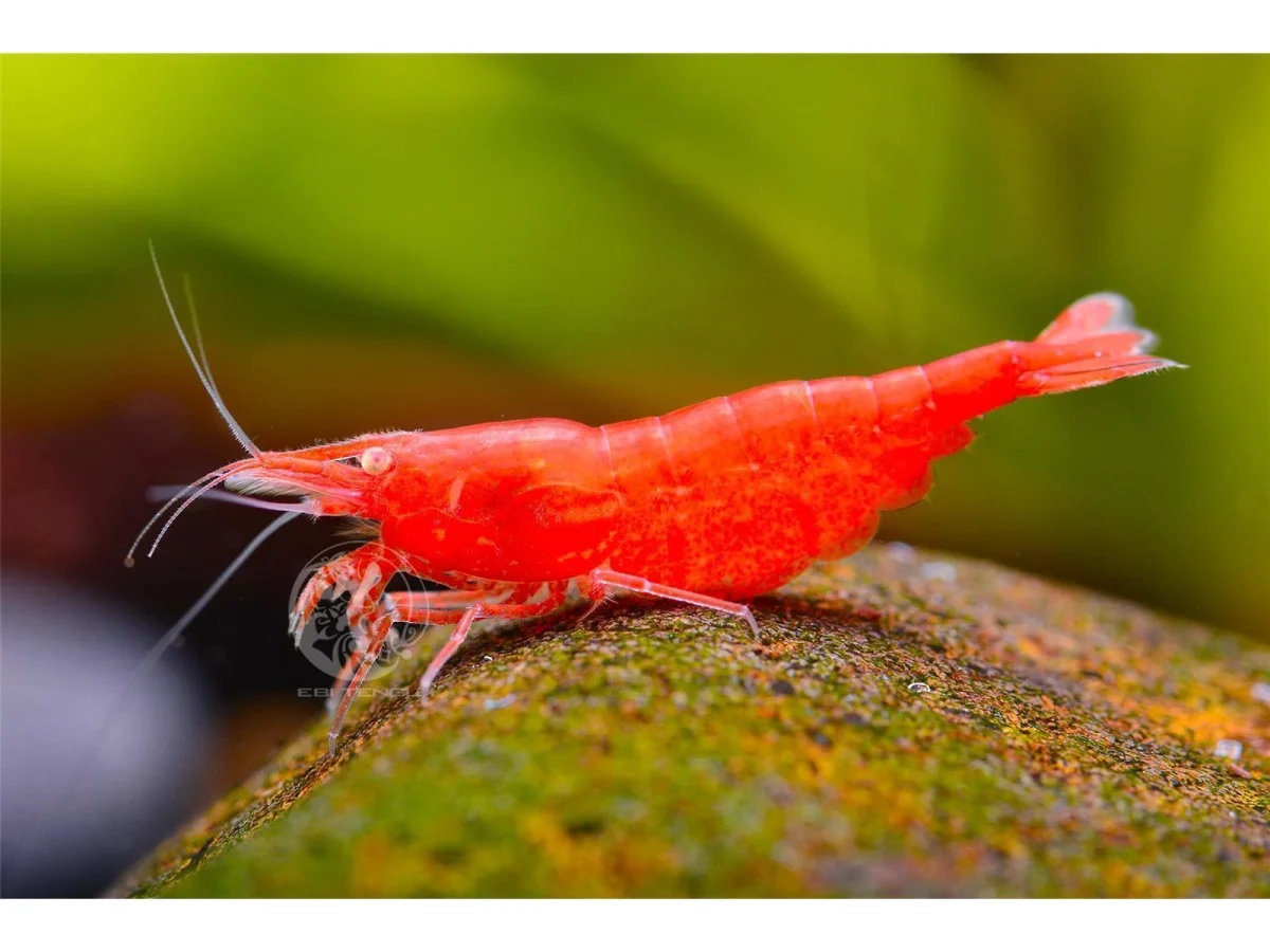 OE Red Fire Garnele OE - Neocaridina davidi