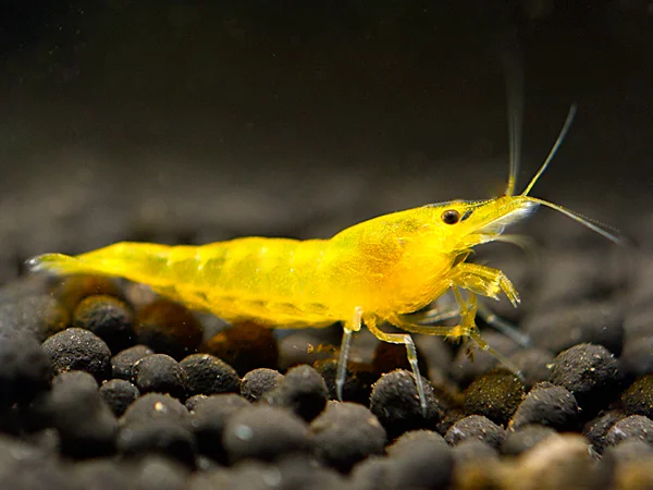 Yellow Fire Garnele - Neocaridina davidi